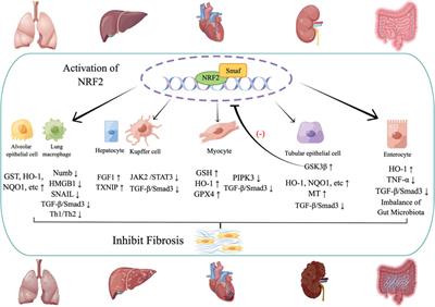 Roles of NRF2 in Fibrotic Diseases: From Mechanisms to Therapeutic Approaches